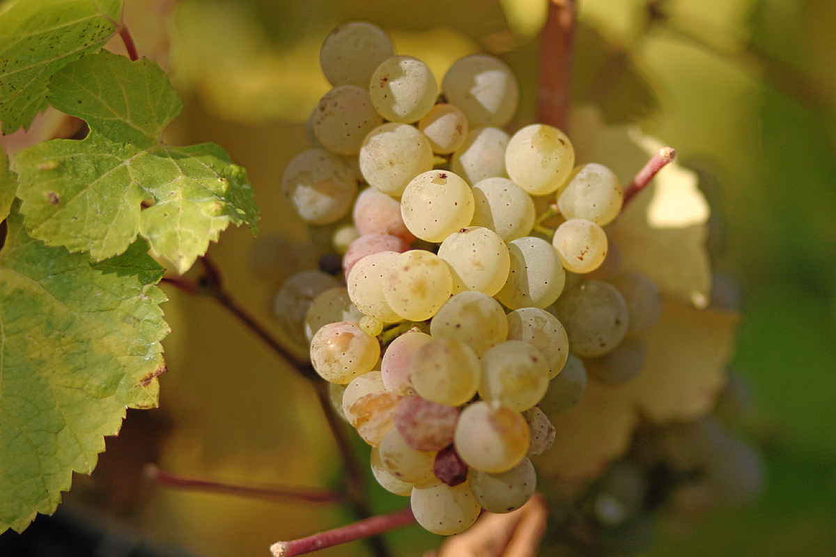 A Clare Valley Riesling Deep Dive