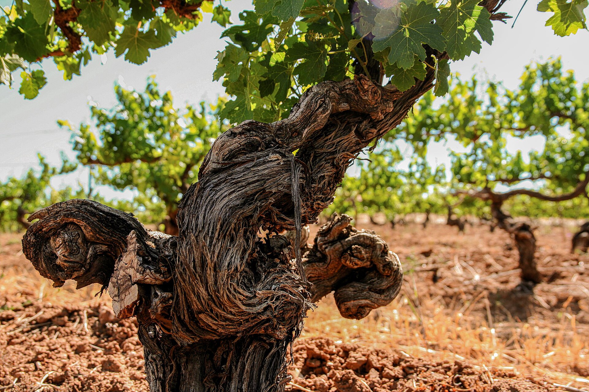 Kilikanoon Wines