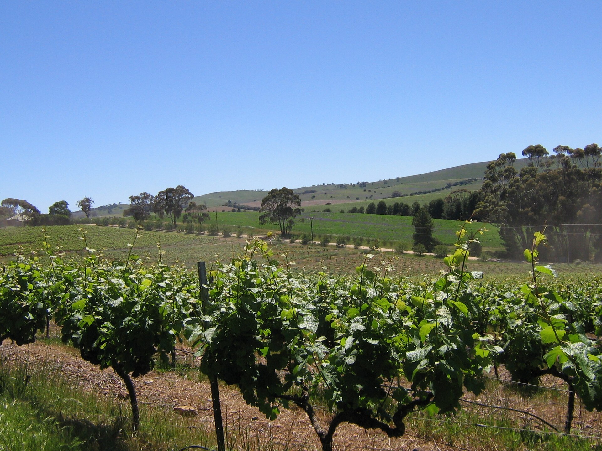 Wilson Vineyard