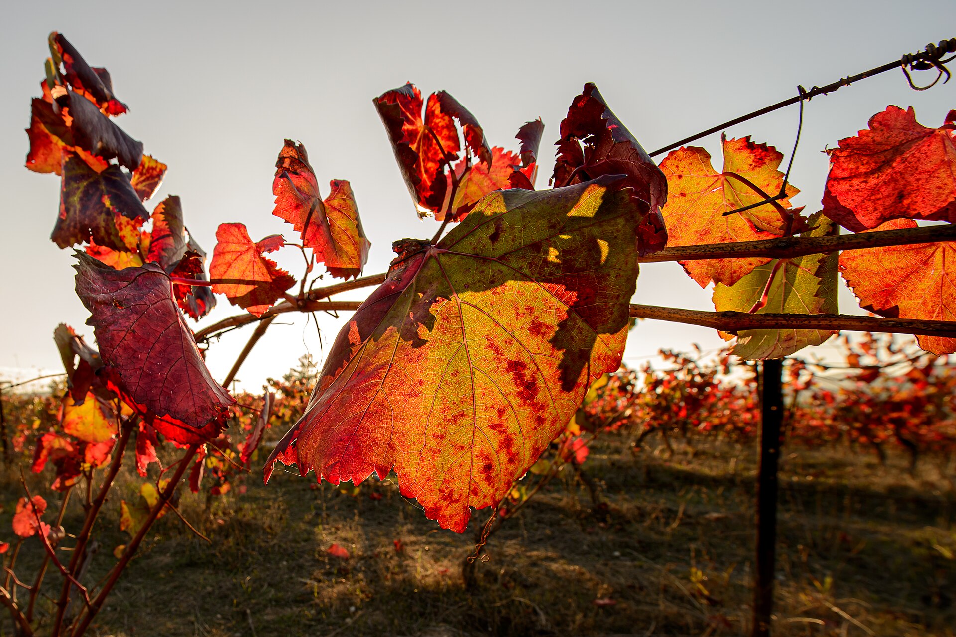 The best time to visit the Clare Valley, season by season